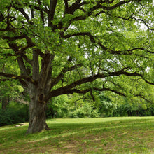 Load image into Gallery viewer, Live Oak Tree Seeds