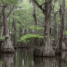 Load image into Gallery viewer, Bald Cypress Tree Seeds