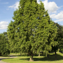 Load image into Gallery viewer, Bald Cypress Tree Seeds