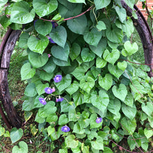 Load image into Gallery viewer, Purple "Grandpa Ott" Morning Glory Plant Seeds