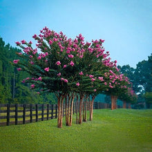 Load image into Gallery viewer, Crepe Myrtle Tree Seeds (Pink)