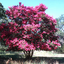 Load image into Gallery viewer, Crepe Myrtle Tree Seeds (Pink)