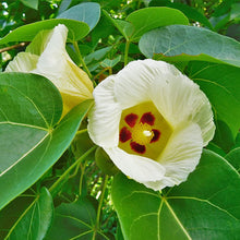 Load image into Gallery viewer, Portia Tulip Tree Seeds