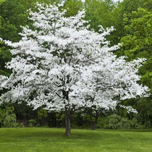 Load image into Gallery viewer, White Flowering Dogwood Tree Seeds