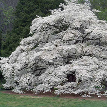 Load image into Gallery viewer, White Flowering Dogwood Tree Seeds

