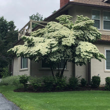 Load image into Gallery viewer, Japanese Kouza Dogwood Tree Seeds
