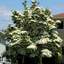 Load image into Gallery viewer, Japanese Kouza Dogwood Tree Seeds