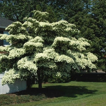 Load image into Gallery viewer, Japanese Kouza Dogwood Tree Seeds