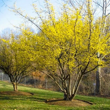 Load image into Gallery viewer, Cornelian Cherry Dogwood Tree Seeds