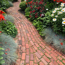 Load image into Gallery viewer, Elijah Blue Fescue Ornamental Grass Seeds