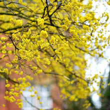 Load image into Gallery viewer, Cornelian Cherry Dogwood Tree Seeds