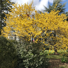 Load image into Gallery viewer, Cornelian Cherry Dogwood Tree Seeds