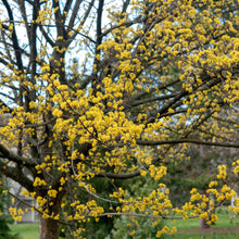 Load image into Gallery viewer, Cornelian Cherry Dogwood Tree Seeds