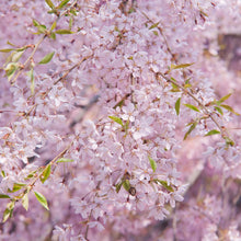 Load image into Gallery viewer, Japanese Higan Flowering Cherry Tree Seeds