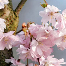 Load image into Gallery viewer, Japanese Higan Flowering Cherry Tree Seeds