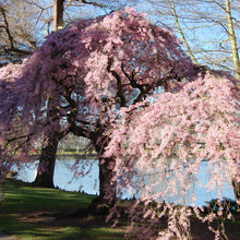 Load image into Gallery viewer, Japanese Higan Flowering Cherry Tree Seeds