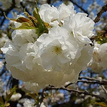 Load image into Gallery viewer, Japanese Flowering Cherry Tree Seeds