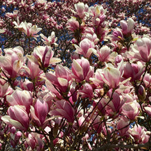 Load image into Gallery viewer, Saucer Magnolia Tree Seeds