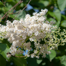 Load image into Gallery viewer, Japanese Amur Lilac Tree Seeds