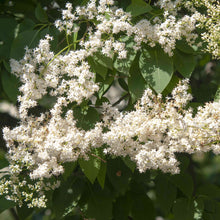 Load image into Gallery viewer, Japanese Amur Lilac Tree Seeds