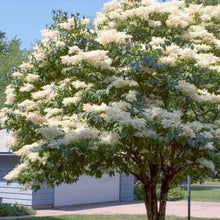 Load image into Gallery viewer, Japanese Amur Lilac Tree Seeds