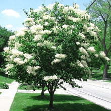 Load image into Gallery viewer, Japanese Amur Lilac Tree Seeds