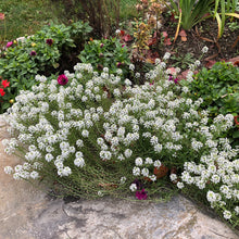 Load image into Gallery viewer, Alyssum "Carpet of Snow" Ornamental Groundcover Seeds