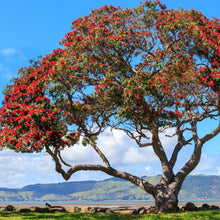 Load image into Gallery viewer, Pohutukawa Red Christmas Tree Seeds