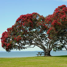 Load image into Gallery viewer, Pohutukawa Red Christmas Tree Seeds