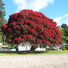 Load image into Gallery viewer, Pohutukawa Red Christmas Tree Seeds
