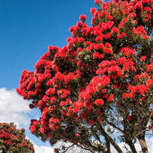 Load image into Gallery viewer, Pohutukawa Red Christmas Tree Seeds