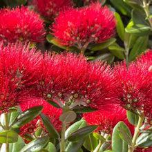 Load image into Gallery viewer, Pohutukawa Red Christmas Tree Seeds

