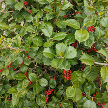 Load image into Gallery viewer, American Holly Tree Seeds