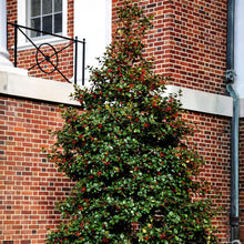 Load image into Gallery viewer, American Holly Tree Seeds