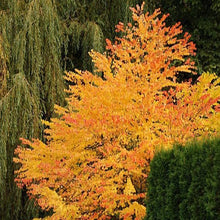 Load image into Gallery viewer, Japanese Katsura Tree Seeds