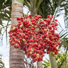 Load image into Gallery viewer, Christmas Palm Tree Seeds
