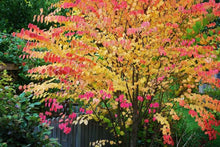 Load image into Gallery viewer, Japanese Katsura Tree Seeds