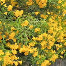 Load image into Gallery viewer, Yellow Elder Trumpet Bush Seeds