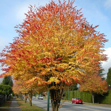 Load image into Gallery viewer, Japanese Katsura Tree Seeds