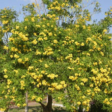 Load image into Gallery viewer, Yellow Elder Trumpet Bush Seeds