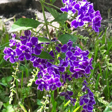 Load image into Gallery viewer, Sapphire Shower Duranta Plant Seeds