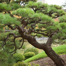 Load image into Gallery viewer, Japanese Black Pine Tree Seeds