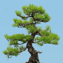 Load image into Gallery viewer, Japanese Black Pine Tree Seeds