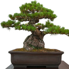 Load image into Gallery viewer, Japanese Black Pine Tree Seeds