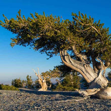 Load image into Gallery viewer, Bristlecone Pine Tree Seeds