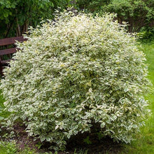 Load image into Gallery viewer, Tatarian Dogwood Plant Seeds