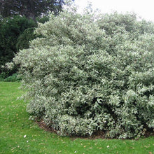 Load image into Gallery viewer, Tatarian Dogwood Plant Seeds