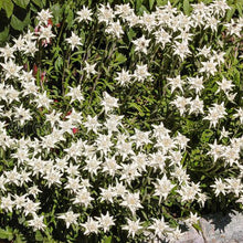 Load image into Gallery viewer, Edelweiss Flower Seeds