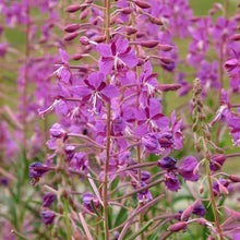 Load image into Gallery viewer, Fireweed Flower Seeds