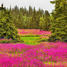 Load image into Gallery viewer, Fireweed Flower Seeds